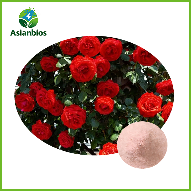 Rose Extract powder